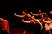 Deborah Colker photo
