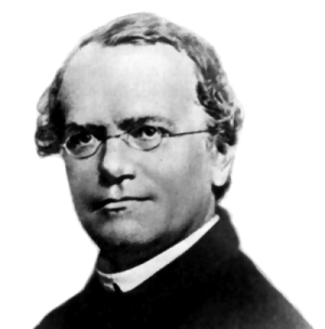 Gregor Mendel photo