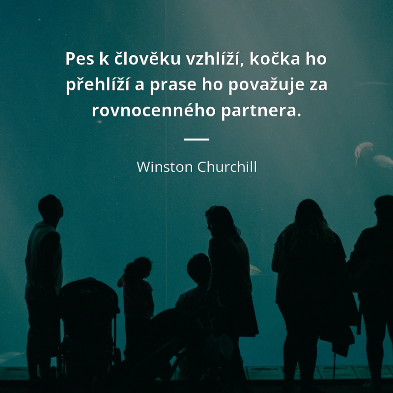 Winston Churchill citar: „Pes k člověku vzhlíží, kočka ho přehlíží a prase ho považuje za rovnocenného partnera.“