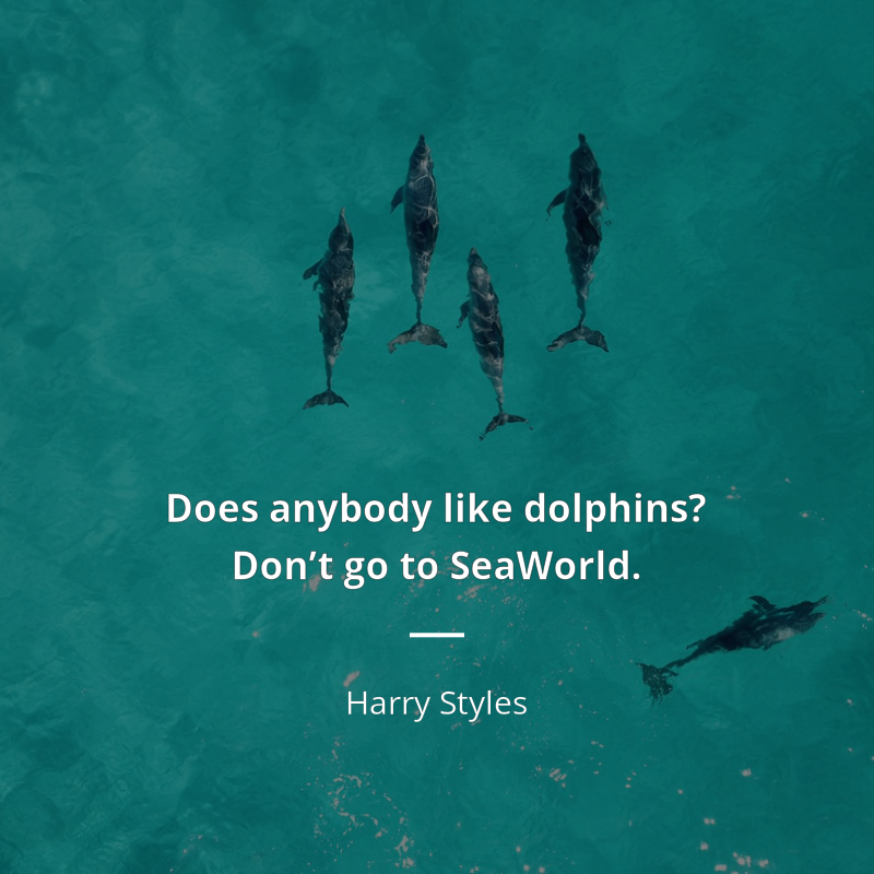 Harry Styles citar: “Does anybody like dolphins? Don’t go to SeaWorld.”